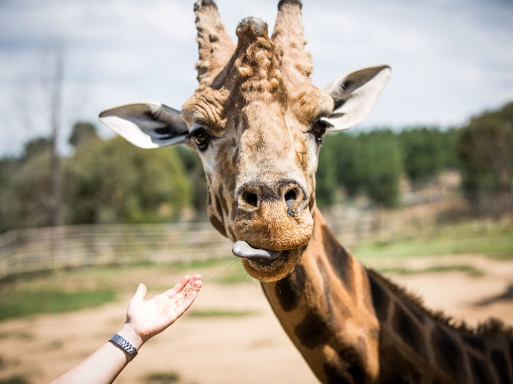 National Zoo & Aquarium, Canberra, ACT