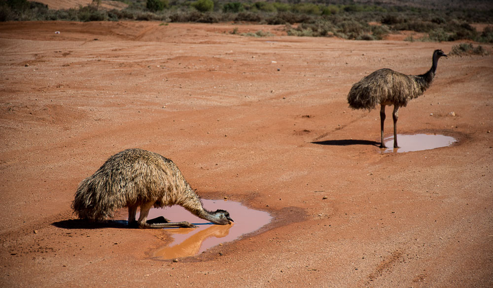 Outback NSW Broken Hill Silverton wilcannia wildlife