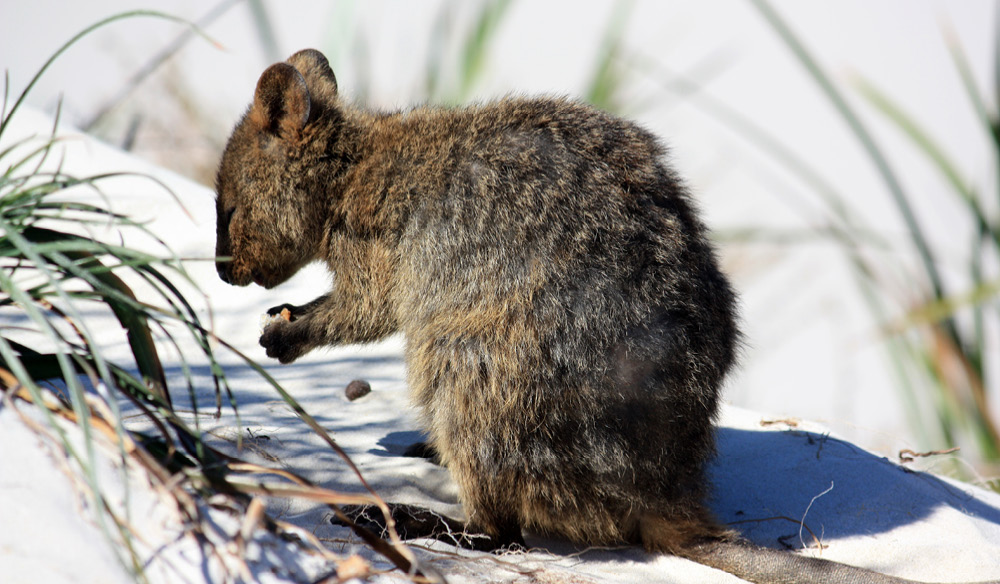 How to get the ultimate ethical selfie with a quokka