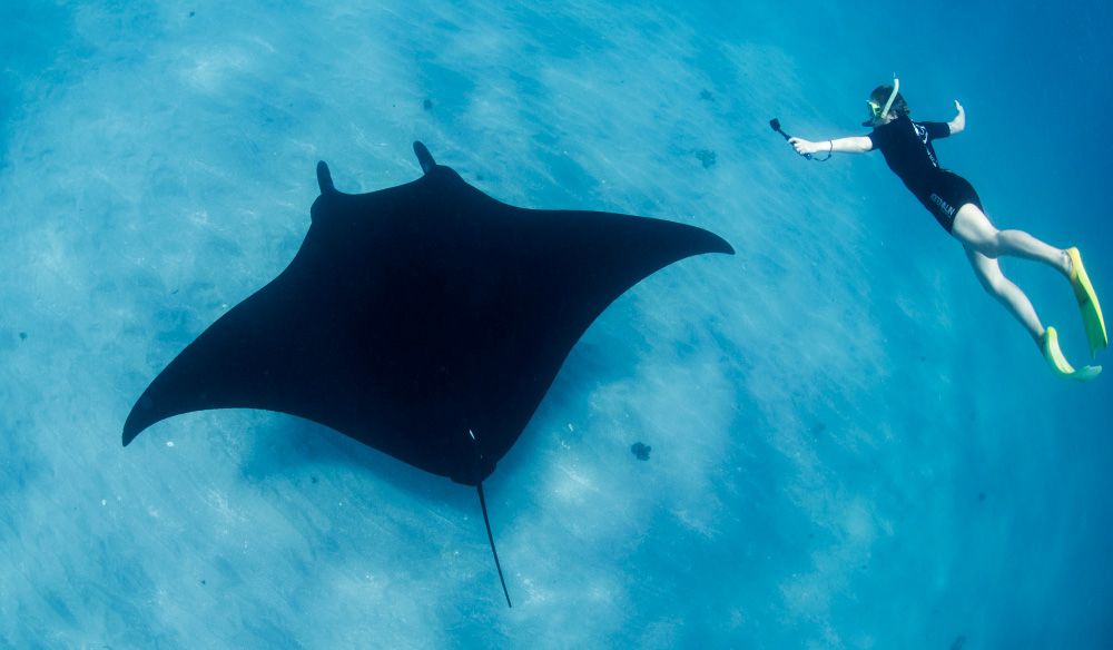 Manta Rays Lady Elliot Island