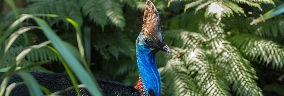 Daintree Rainforest