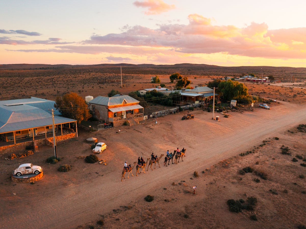 Silverton Outback Camels in Broken Hill