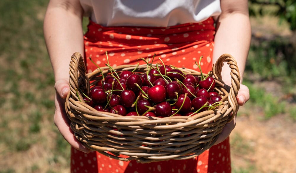 Valley Fresh Cherries in Young NSW