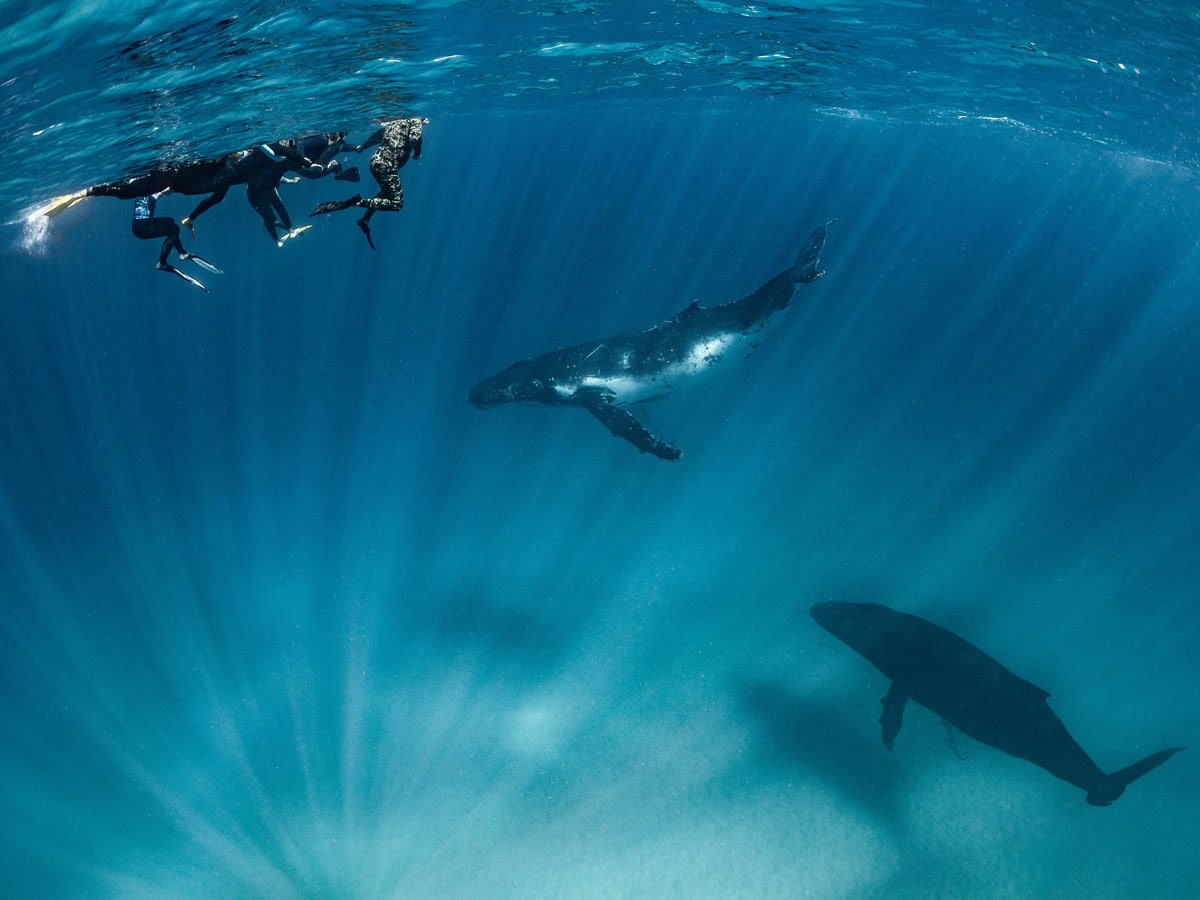 Where to swim with whales around Australia