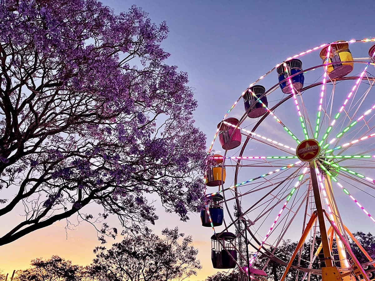 Jacaranda trees with a ferris wheel