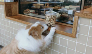 a dog barely reaches over a jar of treats at the counter of St Coco Cafe