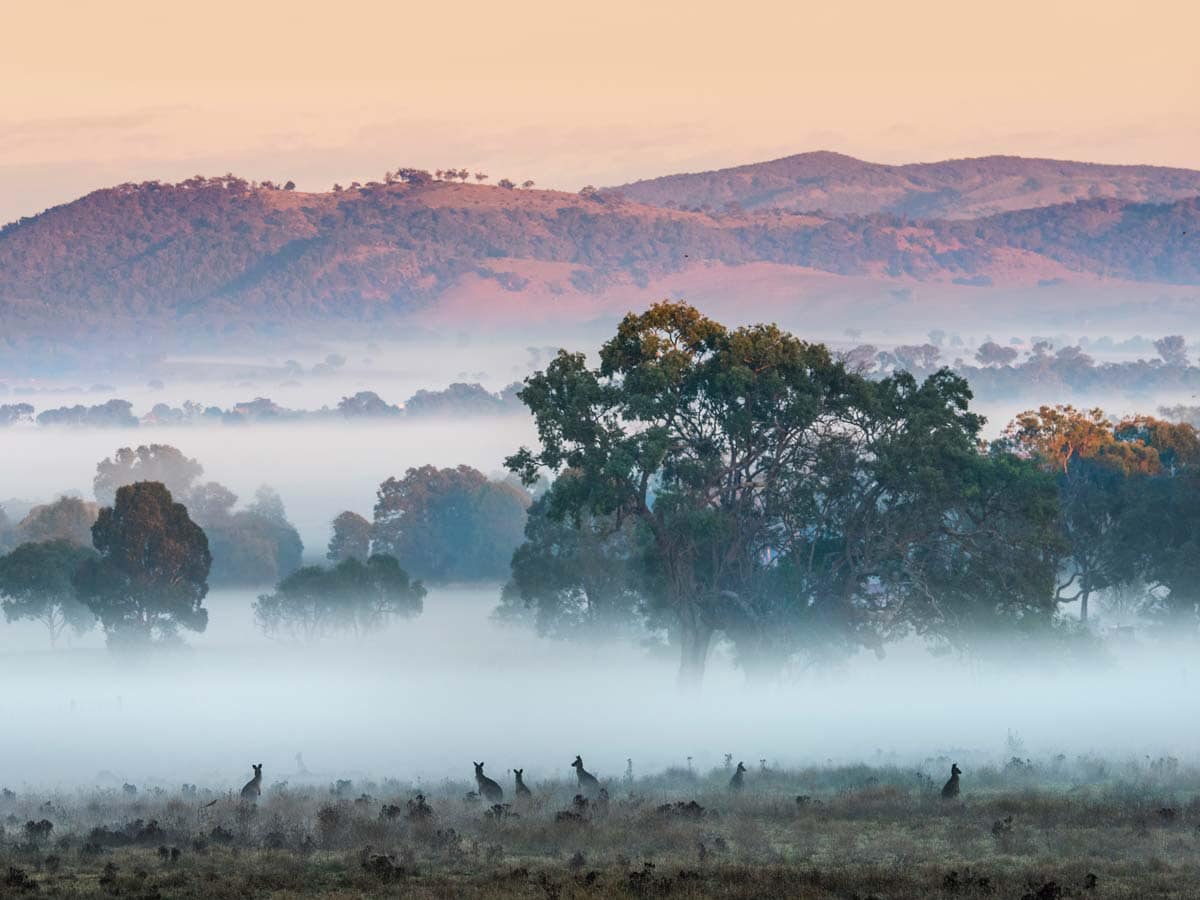 kangaroos at Strike Mudgee