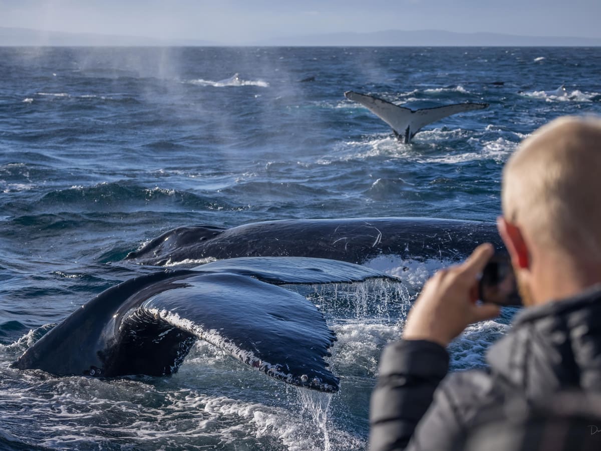 whale watching in Merimbula with Sapphire Coastal Adventures