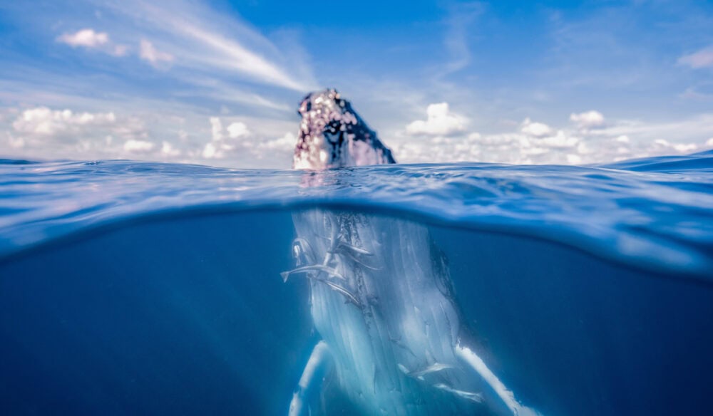 a whale breaching out of the water in Hervey Bay