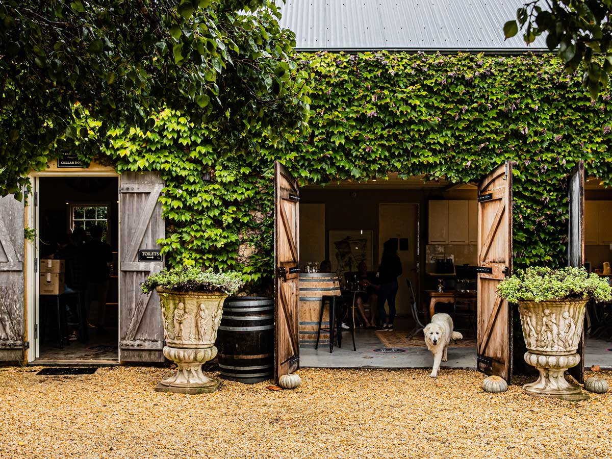 A dog at Krinklewood Winery