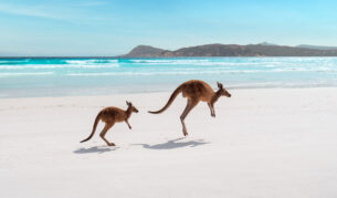 kangaroos on Lucky Bay, WA