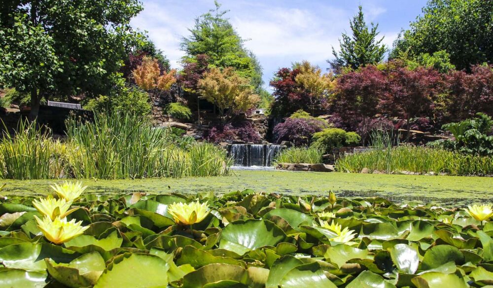 waterlilies in the pond of Mayfield Garden