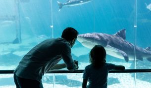 Family seeing sharks at Sea World Gold Coast