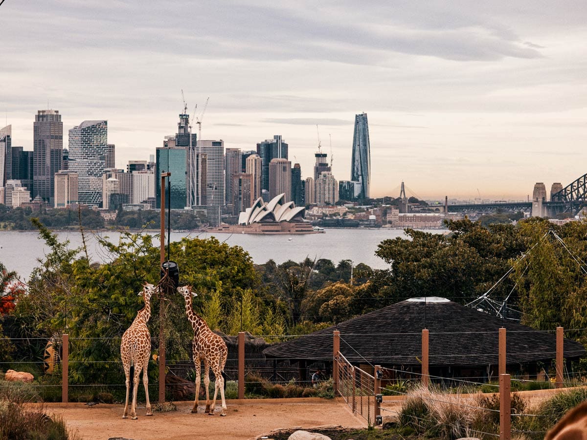 Sydney Harbour views and giraffes at Taronga Zoo