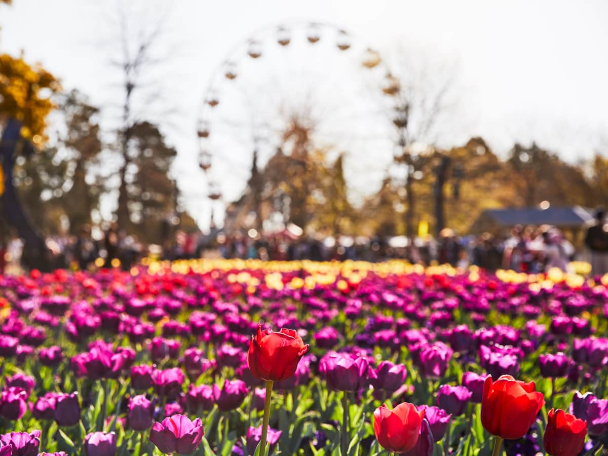 Tulip fields on display at Floriade Canberra