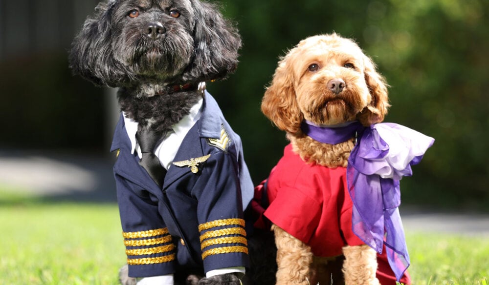 Two dogs dressed up as a pilot and flight attendant announcing Virgin Australia's new pets onboard service.