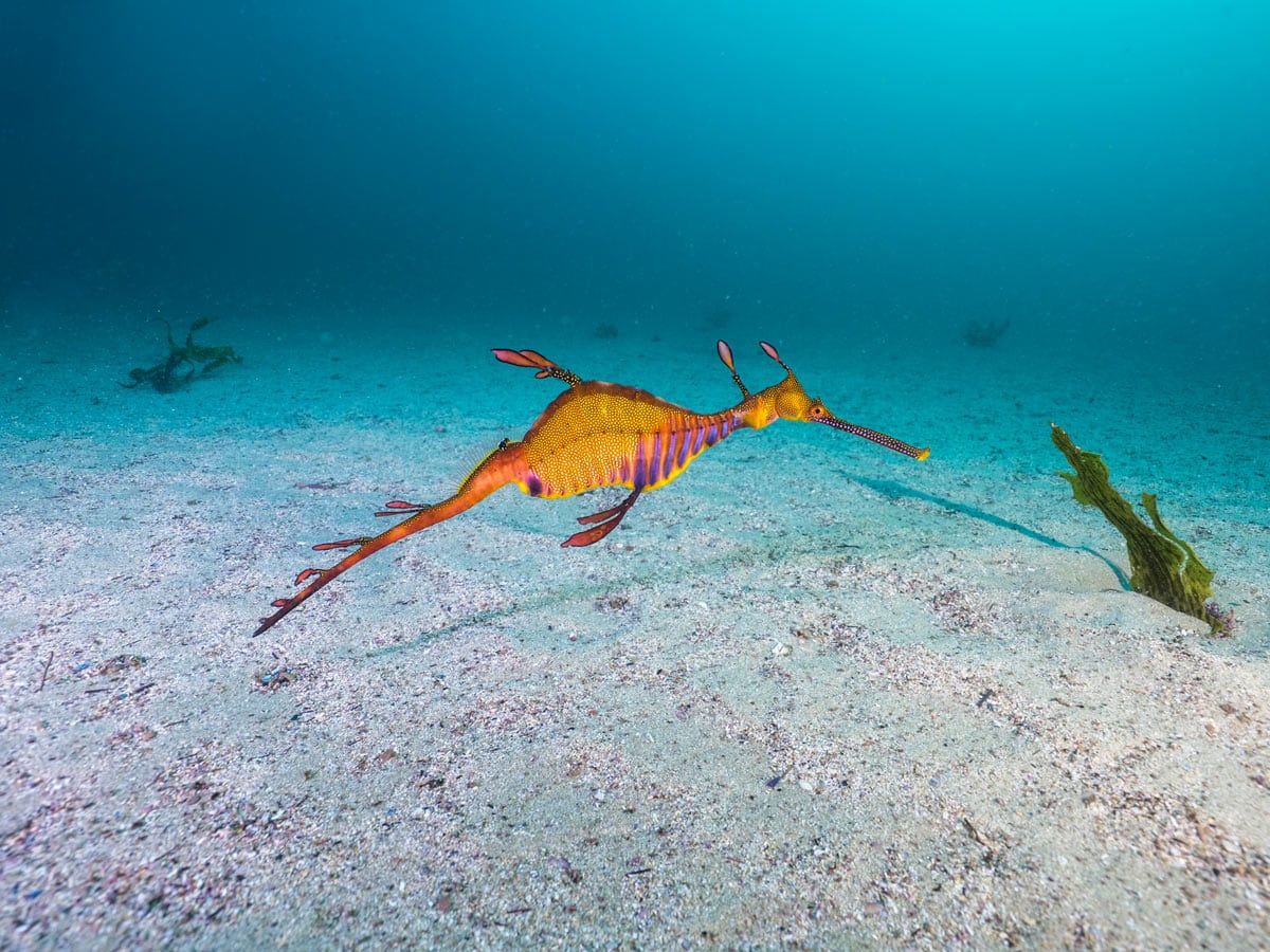 a weedy seadragon located in coastal waters off Kurnell in South Sydney