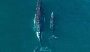 a mother and calf whale migrating along Bondi Beach