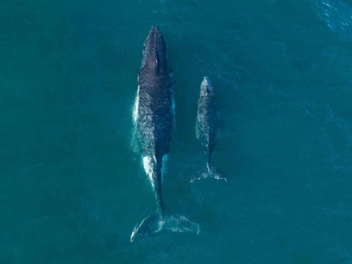 a mother and calf whale migrating along Bondi Beach