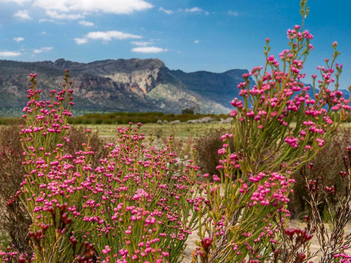 Pink wildflowers in Grampians National Park, Victoria, Australia