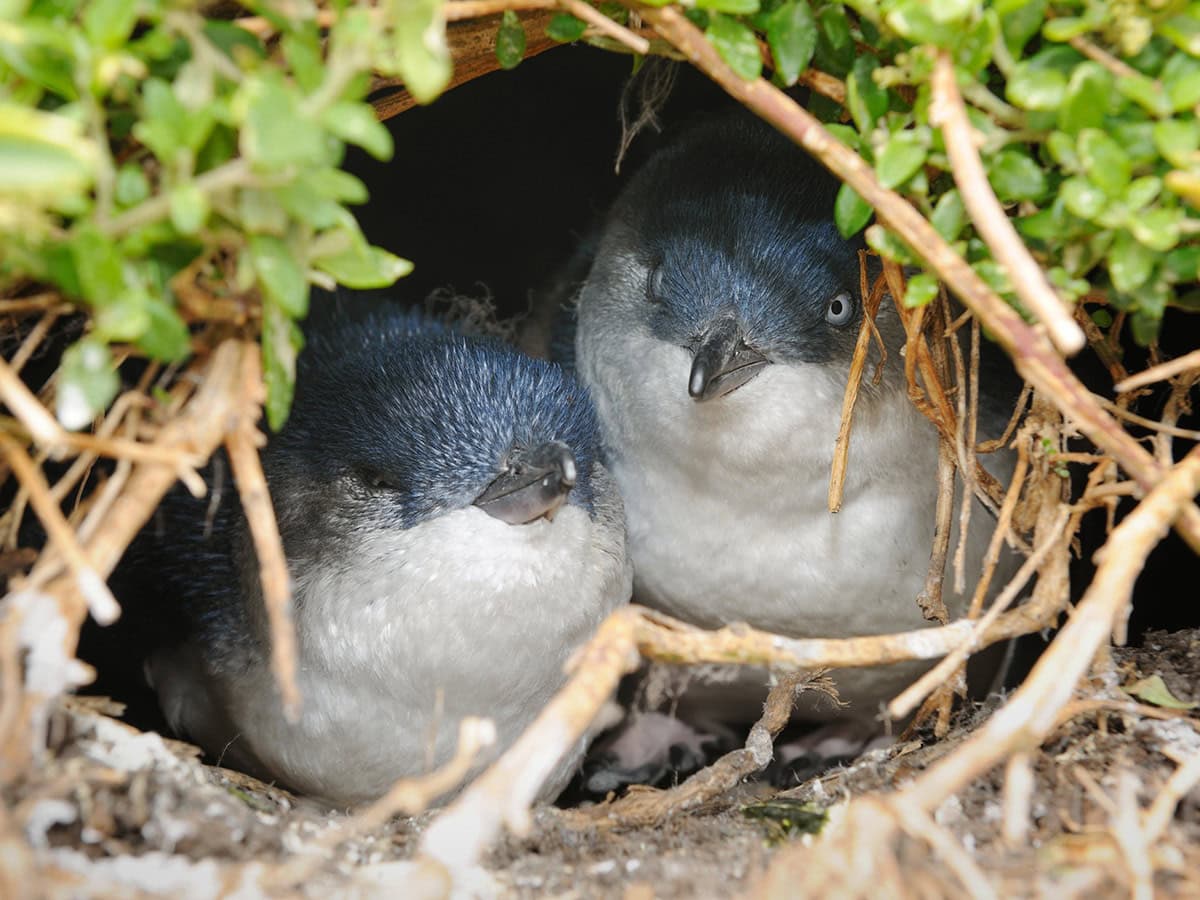 14 places to see penguins in Australia