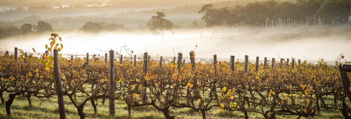 Margaret River vineyard