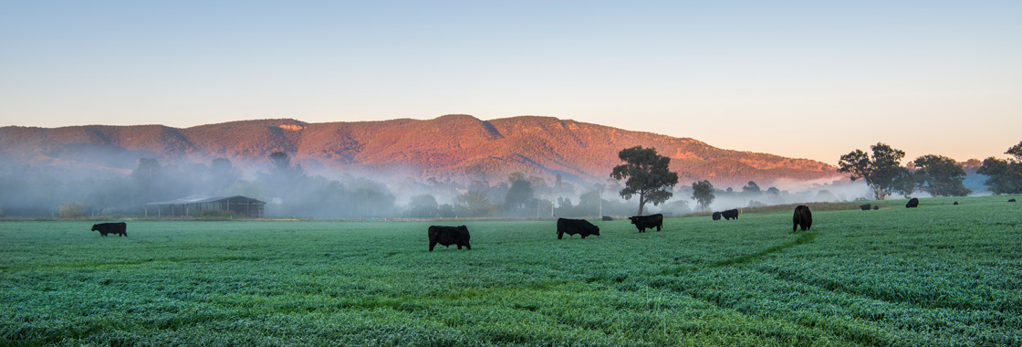 Cows graze at sunset in Mudgee