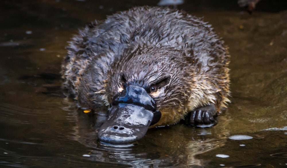 Where to see a platypus in the wild