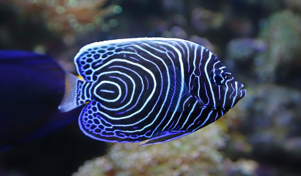 emperor angelfish Great Barrier Reef