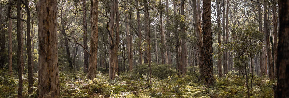 The Boranup Karri Forest-Leeuwin Naturaliste National Park in South West WA