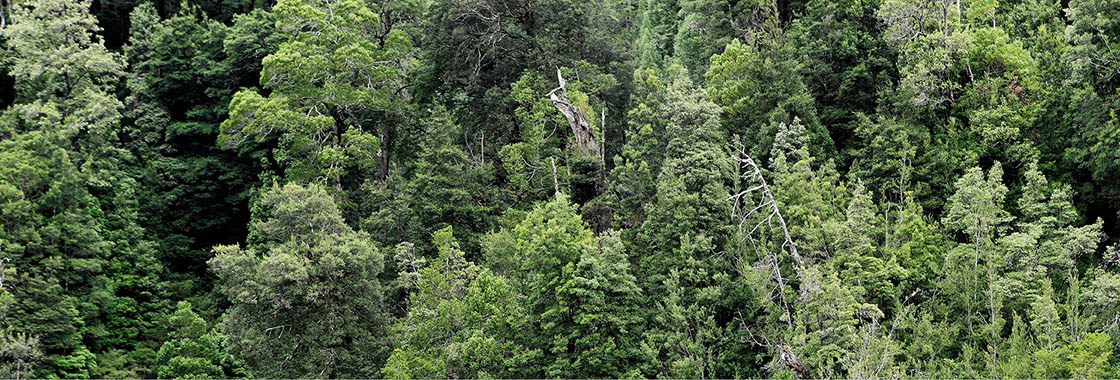 Aerial view of West Coast Tasmania wilderness